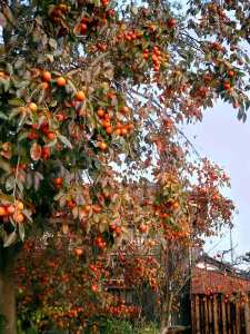 pohon buah